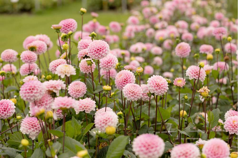 Dahlia 'Wizard of Oz'